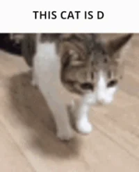 D Cat