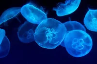 Moon jellyfish