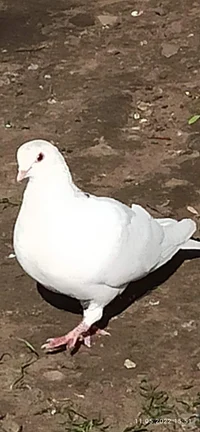 Pigeon