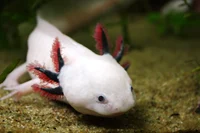 Axolotl