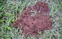 Ant Hill 