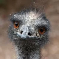 Emu 2