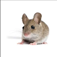 A mouse 
