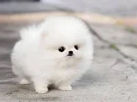 Pomeranian