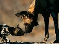 African wild dog