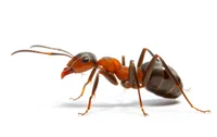 Your Giant Ant
