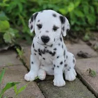 Dalmatian 