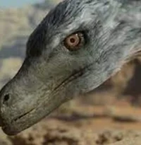 Velociraptor