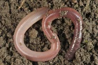Worm