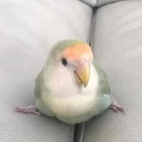 Birb