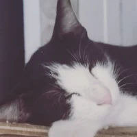 @Catzvv - Character AI chatbot creator profile picture