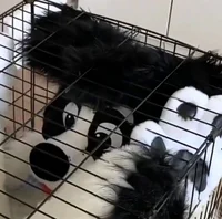 Furry stuck in cage
