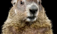 Groundhog
