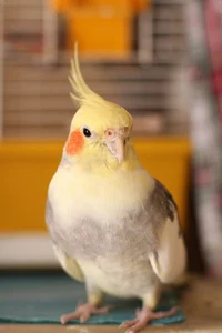 Cockatoo