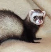 Ferret