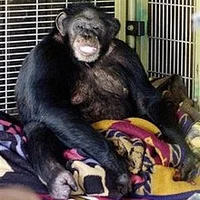 Travis the chimpanze