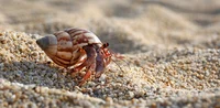 Hermit crab rpg