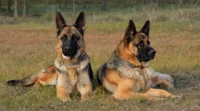 germansheperds
