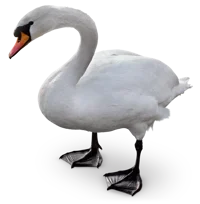 a swan