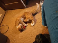 Chester the molester