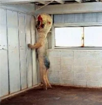SCP-173