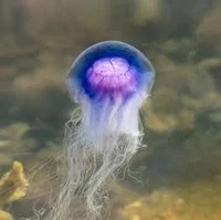 10000 iq jelly fish