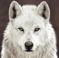 Volg