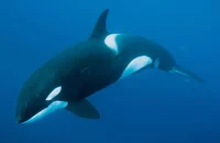 ORCA