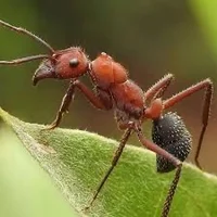 Worker ant