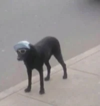 dog with sunglasses