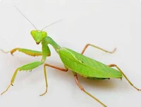 Mantis