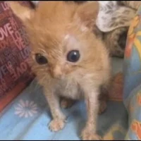 Scrunkly cat