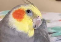 yumyumthetiel