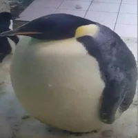 Fat_Penguin