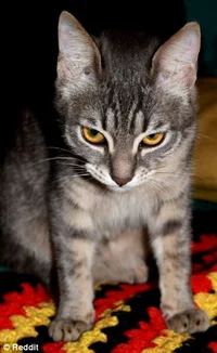 Ted the Murder Kitty