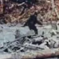 SCP-1000 bigfoot