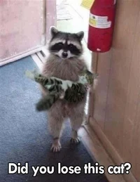 Terapist Raccoon