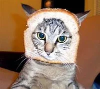 Bread Cat
