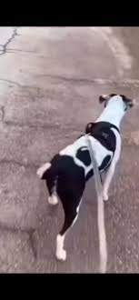 Sideways walkin dawg