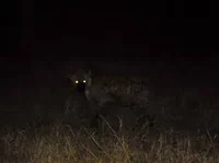 The hyena