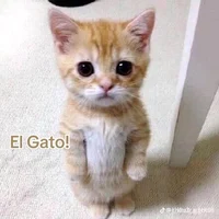 El gato
