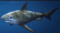 GTA V Tiger Shark