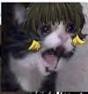 Cat meme boy 