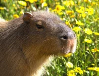 Capivara 