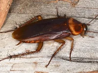 Cockroach