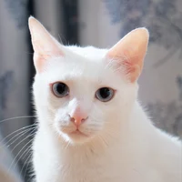 White Cat