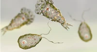 Naegleria Fowleri