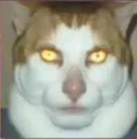 Gato Shitposter
