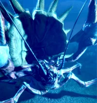 Daimyo Hermitaur