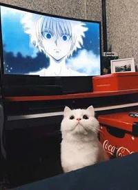 Killua Zoldic